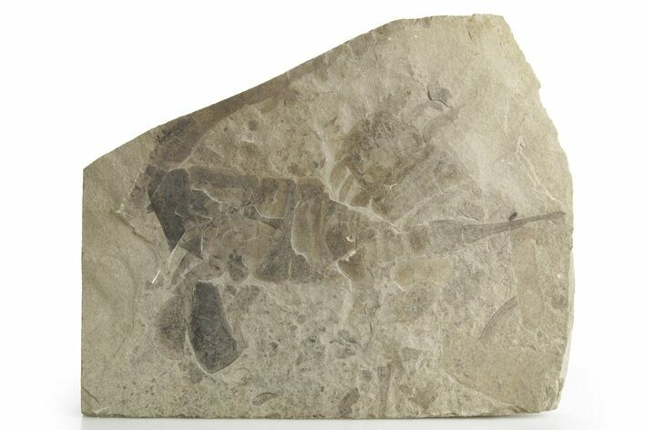 Multiple Eurypterus (Sea Scorpion) Fossils - New York #369315